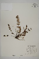 藏品(金毛裸蕨)的圖片