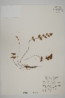 藏品(金毛裸蕨)的圖片