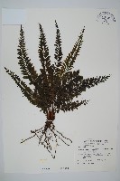 藏品(菲律賓厚葉蕨)的圖片