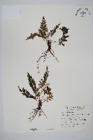 藏品(菲律賓厚葉蕨)的圖片