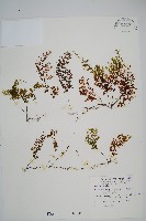 藏品(細葉蕗蕨)的圖片