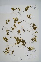 藏品(細葉蕗蕨)的圖片