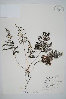 藏品(線片長筒蕨)的圖片