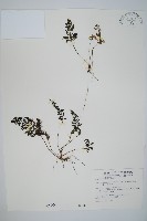 藏品(線片長筒蕨)的圖片