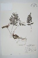 藏品(線片長筒蕨)的圖片