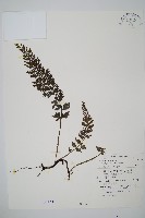 藏品(南海瓶蕨)的圖片