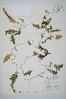 藏品(瓶蕨)的圖片