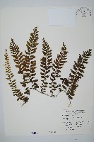 藏品(瓶蕨)的圖片