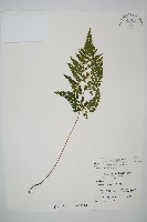 藏品(三角葉陵齒蕨)的圖片