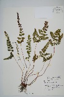藏品(海島鱗始蕨)的圖片