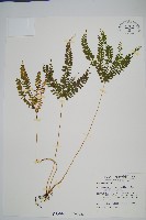 藏品(網脈鱗始蕨)的圖片