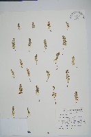 藏品(日本鱗始蕨)的圖片