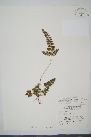 藏品(三角葉陵齒蕨)的圖片