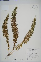 藏品(攀緣鱗始蕨)的圖片