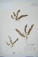 藏品(圓葉陵齒蕨)的圖片