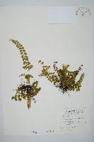 藏品(圓葉陵齒蕨)的圖片