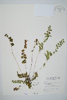 藏品(圓葉陵齒蕨)的圖片