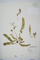 藏品(圓葉陵齒蕨)的圖片