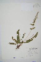 藏品(圓葉陵齒蕨)的圖片