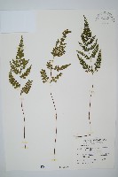 藏品(闊片陵齒蕨)的圖片