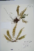 藏品(陵齒蕨、鱗始蕨)的圖片