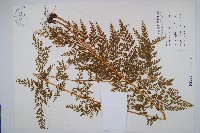 藏品(烏蕨)的圖片