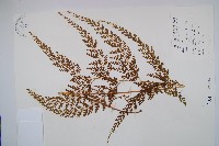 藏品(烏蕨)的圖片