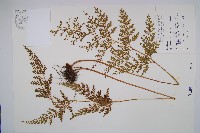 藏品(烏蕨)的圖片