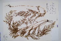 藏品(烏蕨)的圖片