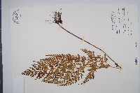 藏品(闊片烏蕨)的圖片