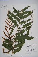 藏品(海南實蕨)的圖片