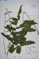 藏品(海南實蕨)的圖片