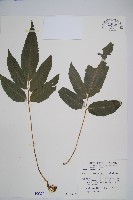 藏品(尾葉實蕨)的圖片