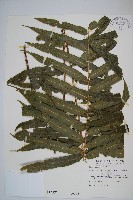 藏品(細葉實蕨)的圖片