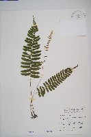 藏品(刺蕨)的圖片