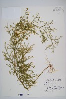 藏品(過山龍)的圖片