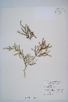 藏品(過山龍)的圖片