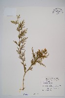 藏品(過山龍)的圖片