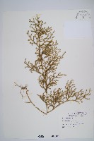 藏品(過山龍)的圖片