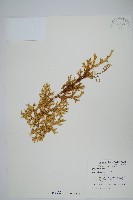 藏品(石松)的圖片