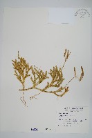 藏品(石松)的圖片