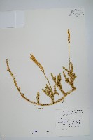 藏品(石松)的圖片