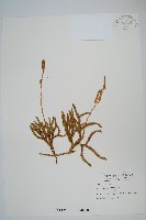 藏品(石松)的圖片