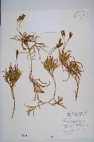 藏品(地刷子、多穗石松)的圖片