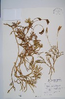 藏品(地刷子、多穗石松)的圖片