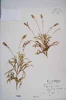 藏品(地刷子、多穗石松)的圖片