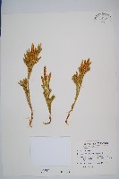 藏品(玉柏)的圖片