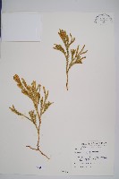 藏品(玉柏)的圖片