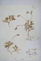 藏品(地刷子)的圖片