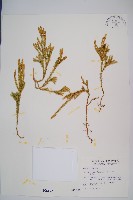 藏品(玉柏)的圖片